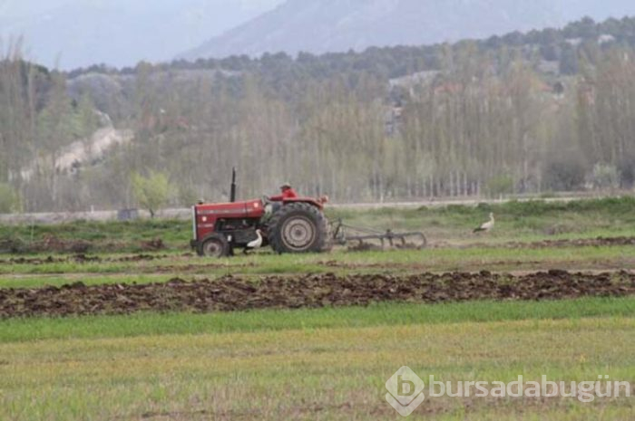 Leyleklerden fare avı! 