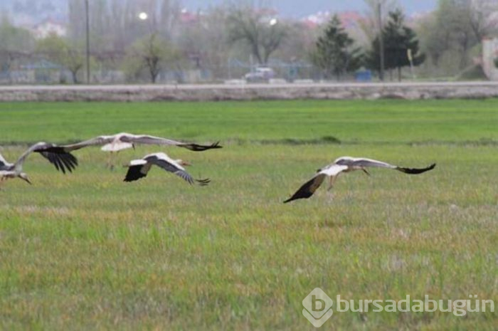 Leyleklerden fare avı! 