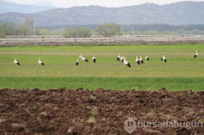 Leyleklerden fare avı! 
