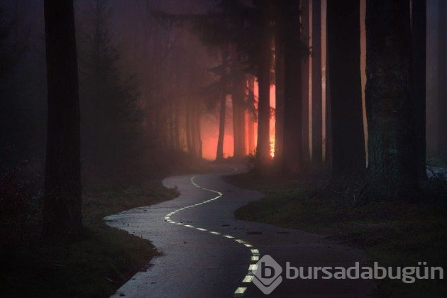 Hollanda'nın ormanlarının büyülü olduğunu kanıtlayan fotoğraflar 