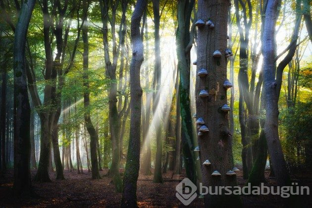 Hollanda'nın ormanlarının büyülü olduğunu kanıtlayan fotoğraflar 