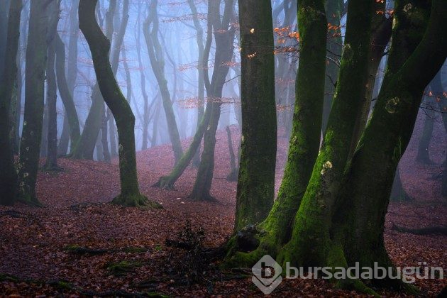 Hollanda'nın ormanlarının büyülü olduğunu kanıtlayan fotoğraflar 