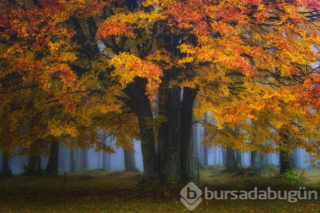 Hollanda'nın ormanlarının büyülü olduğunu kanıtlayan fotoğraflar 