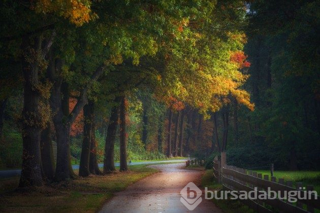 Hollanda'nın ormanlarının büyülü olduğunu kanıtlayan fotoğraflar 