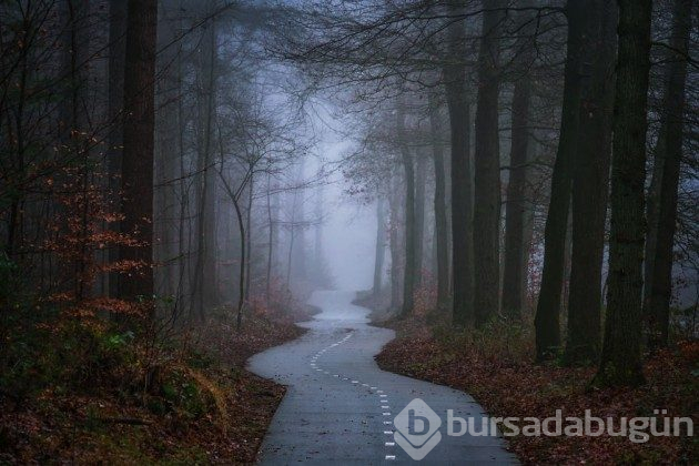 Hollanda'nın ormanlarının büyülü olduğunu kanıtlayan fotoğraflar 