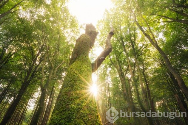 Hollanda'nın ormanlarının büyülü olduğunu kanıtlayan fotoğraflar 