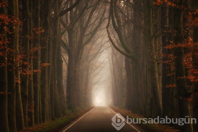 Hollanda'nın ormanlarının büyülü olduğunu kanıtlayan fotoğraflar 