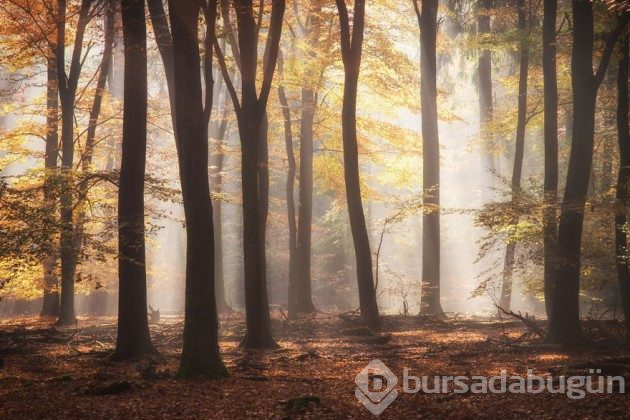 Hollanda'nın ormanlarının büyülü olduğunu kanıtlayan fotoğraflar 