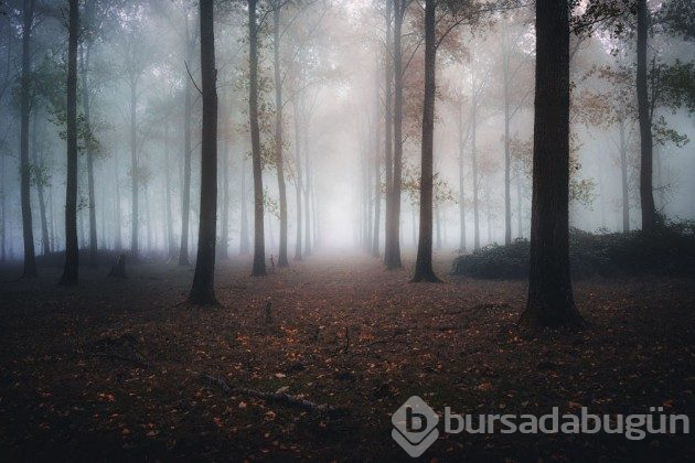 Hollanda'nın ormanlarının büyülü olduğunu kanıtlayan fotoğraflar 