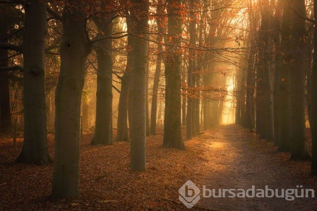 Hollanda'nın ormanlarının büyülü olduğunu kanıtlayan fotoğraflar 
