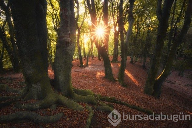 Hollanda'nın ormanlarının büyülü olduğunu kanıtlayan fotoğraflar 