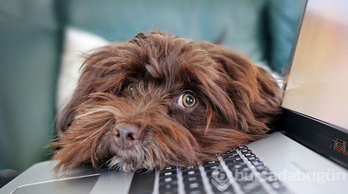 Köpeklere vermemeniz gereken yiyecekler 
