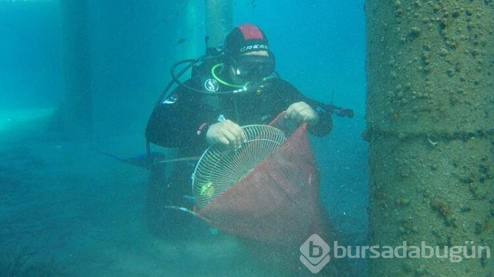 Koronavirüs pandemisi sayesinde su altındaki biyoçeşitlilik artacak