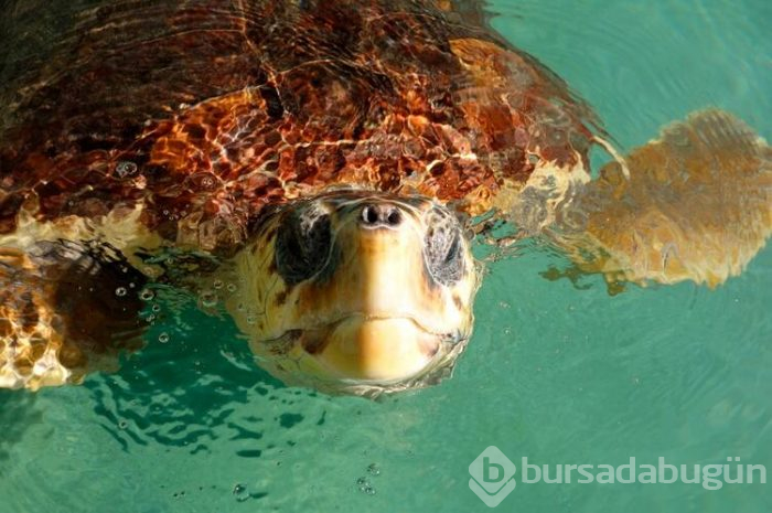 Koronadan sonra Dalyan'da her şeyi unutacaksınız! 