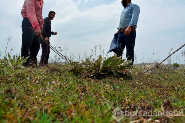 Çekirge istilası Türkiye için tehdit oluşturmaya başladı! Uzmanlar bakın ne önerdi...