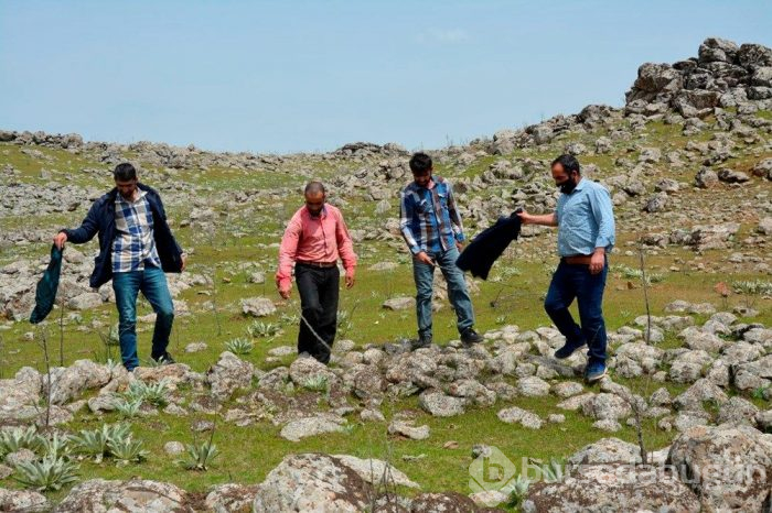 Çekirge istilası Türkiye için tehdit oluşturmaya başladı! Uzmanlar bakın ne önerdi...