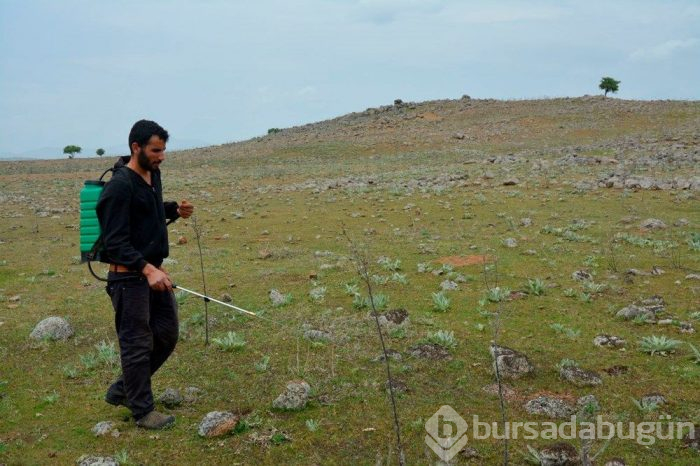Çekirge istilası Türkiye için tehdit oluşturmaya başladı! Uzmanlar bakın ne önerdi...