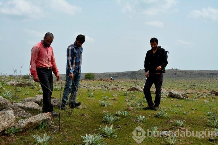 Çekirge istilası Türkiye için tehdit oluşturmaya başladı! Uzmanlar bakın ne önerdi...