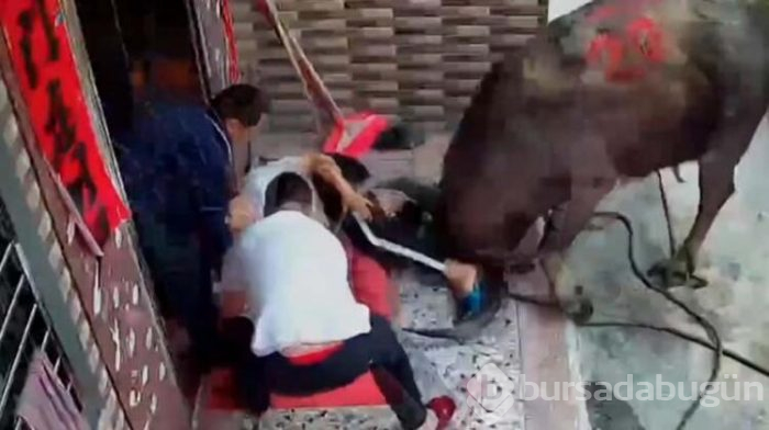 Çin'de bufalo saldırısı! Evinin önünde bebeğiyle duran...