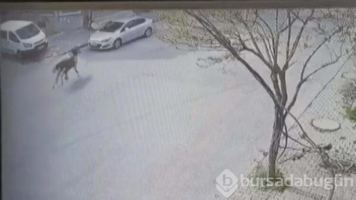Arnavutköy'de akıl almaz olay! 