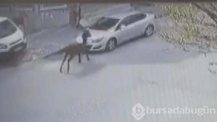 Arnavutköy'de akıl almaz olay! 