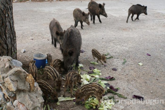 Bodrum'a yaban domuzları indi! 