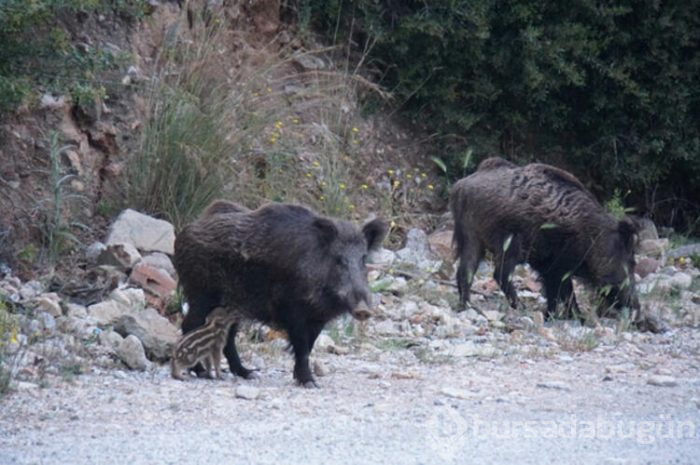 Bodrum'a yaban domuzları indi! 
