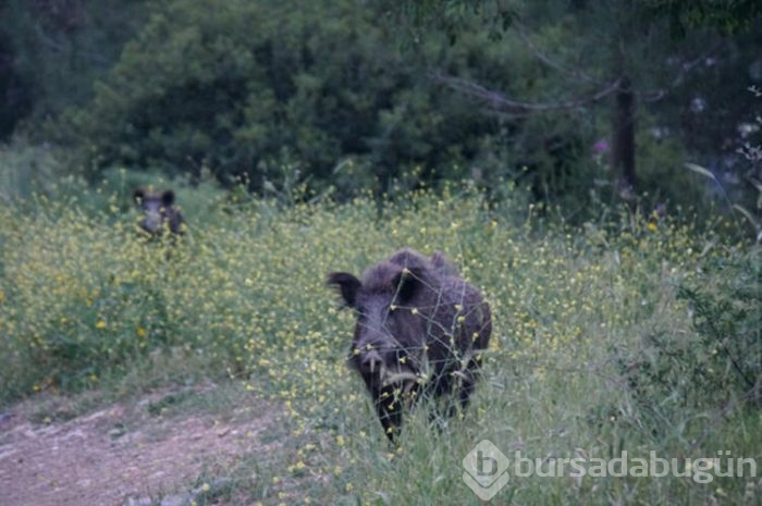 Bodrum'a yaban domuzları indi! 