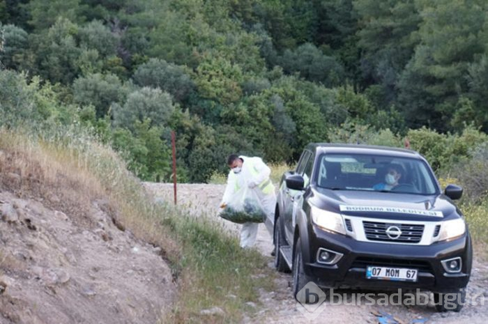 Bodrum'a yaban domuzları indi! 