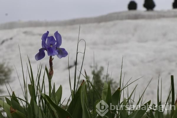 Pamukkale rengarenk