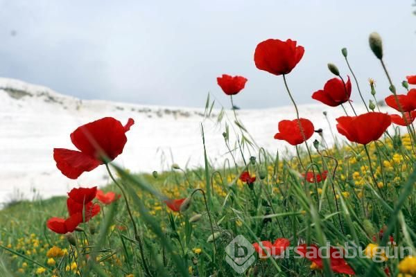 Pamukkale rengarenk