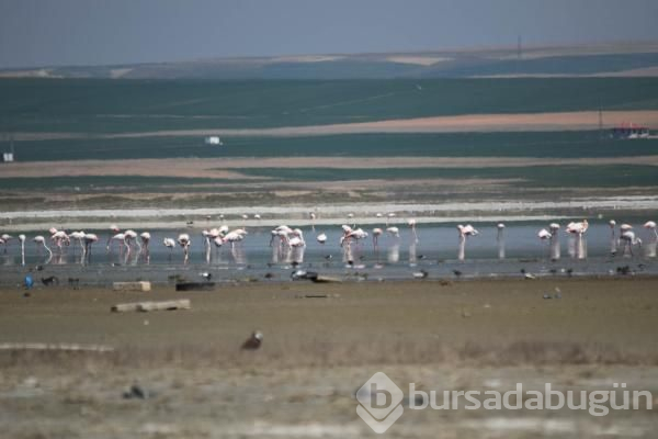 180 kuş türüne ev sahipliği yapan göl kuruyor!