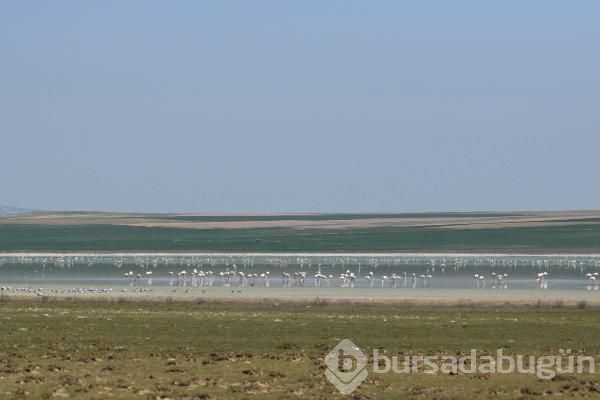 180 kuş türüne ev sahipliği yapan göl kuruyor!