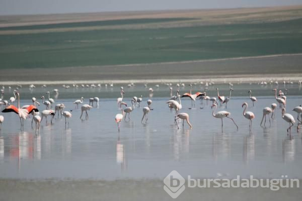 180 kuş türüne ev sahipliği yapan göl kuruyor!
