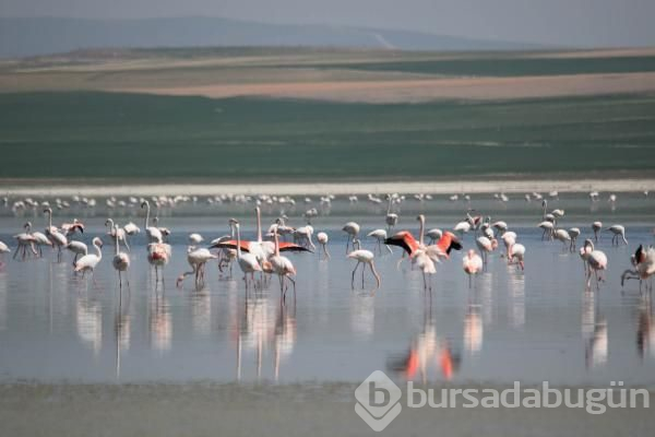 180 kuş türüne ev sahipliği yapan göl kuruyor!