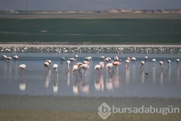 180 kuş türüne ev sahipliği yapan göl kuruyor!