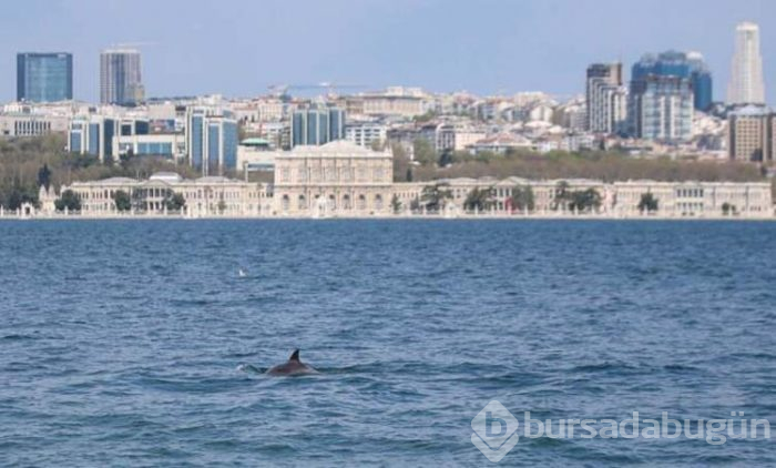 İstanbul Boğazı'nda yunuslar görülüyor