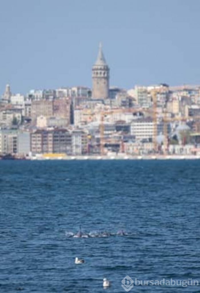 İstanbul Boğazı'nda yunuslar görülüyor