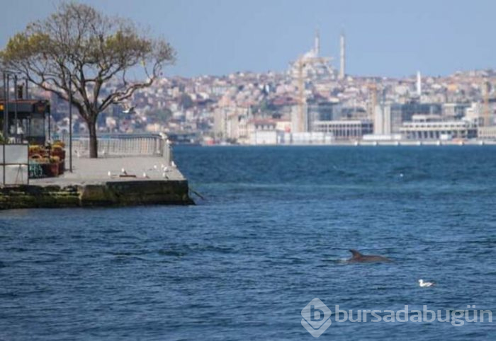 İstanbul Boğazı'nda yunuslar görülüyor