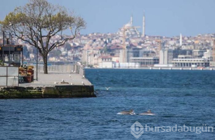 İstanbul Boğazı'nda yunuslar görülüyor