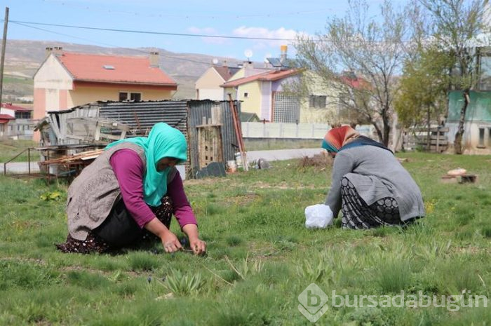 Bahar geldi madımak hasadı başladı!