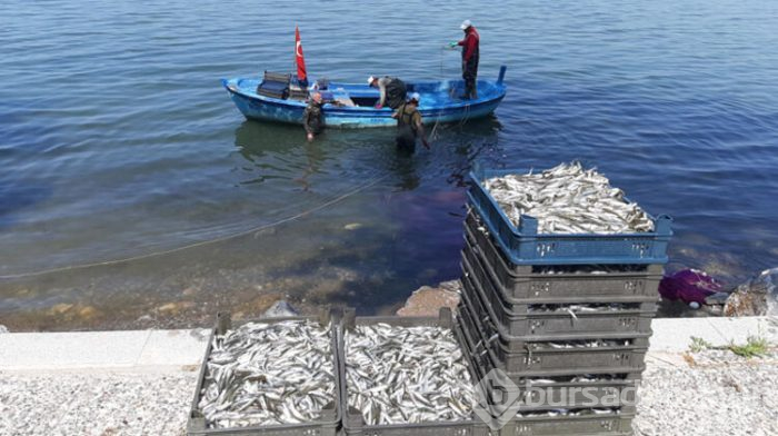 Bursa'nın İznik İlçesinde 2 günde 20 ton avladılar!