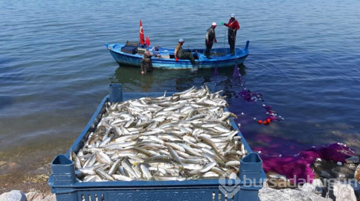 Bursa'nın İznik İlçesinde 2 günde 20 ton avladılar!