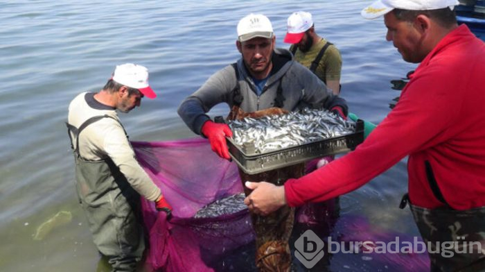Bursa'nın İznik İlçesinde 2 günde 20 ton avladılar!