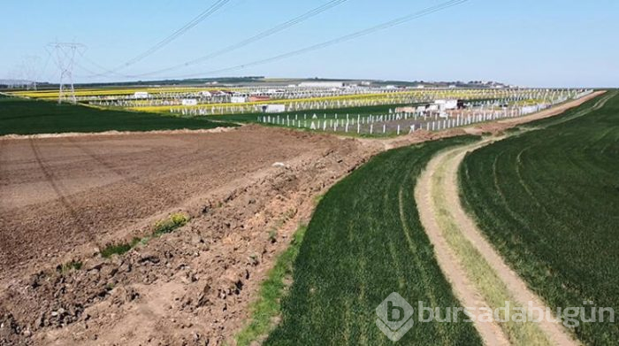 Tekirdağ'a kaçak gelenler tarlalara zarar verdi
