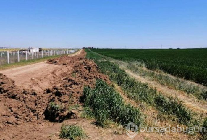 Tekirdağ'a kaçak gelenler tarlalara zarar verdi
