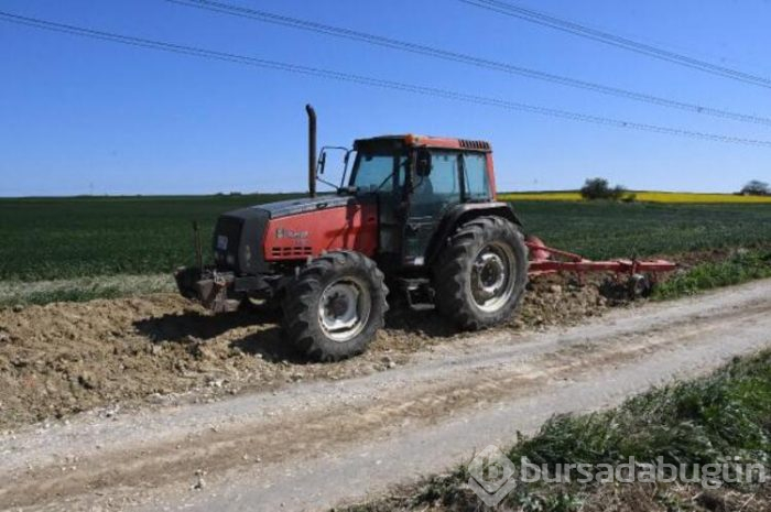 Tekirdağ'a kaçak gelenler tarlalara zarar verdi