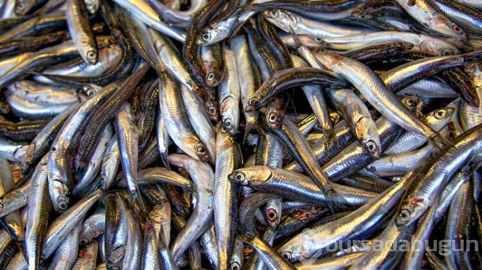 Bağışıklığı güçlendiren vitaminler 