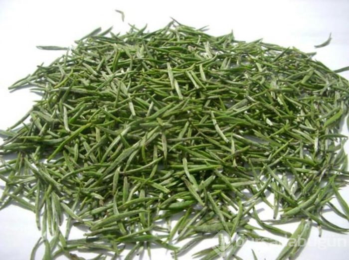 Kilosu 4 bin 500 lira olan çay, toplanmaya başlandı