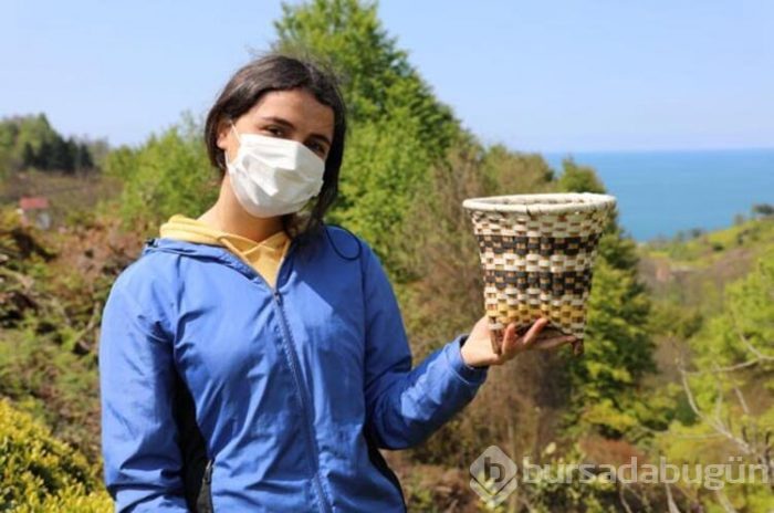 Kilosu 4 bin 500 lira olan çay, toplanmaya başlandı